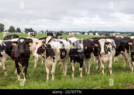 Vacche di Holstein in pascolo, fattoria Amish, Estate, Indiana, Stati Uniti, Di James D Coppinger/Dembinsky Photo Assoc Foto Stock