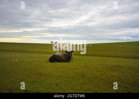 Pascolo pecore su un prato, sparare in grandangolo vicino Hamburger Hallig nel nord della Germania Foto Stock