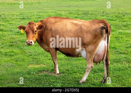 Jersey Cow in pascolo, Amish fattoria, Estate, Indiana, Stati Uniti, Di James D Coppinger/Dembinsky Photo Assoc Foto Stock