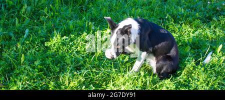 Il cane si vergogna. La collie di bordo copre il naso con la sua bandiera di zampa. Con lo spazio di copia Foto Stock