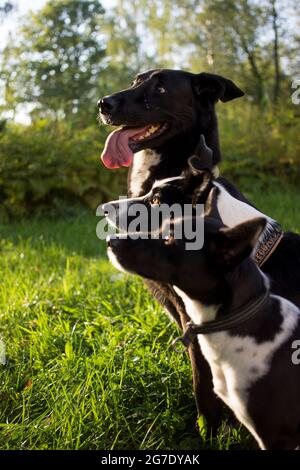 colpo di testa di tre cani bianchi e neri di sfondo verde sfocato. Vista del profilo laterale. Vista laterale del gruppo ritratto del cane di razze diverse Foto Stock