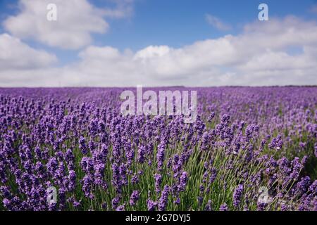 Un campo di fiori di lavanda su una fattoria di lavanda sotto un cielo blu con spazio di copia Foto Stock