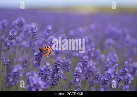 Un primo piano full frame di una farfalla Ammiraglio rosso impollinante fiori di lavanda su una fattoria di Lavanda con spazio copia Foto Stock