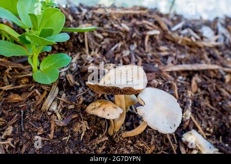 Piante e attrezzature sono visibili alla Coco San Sustainable Farm, una fattoria sperimentale che utilizza acqua riciclata per coltivare piante per le scuole locali a Martinez, California, 24 gennaio 2019. () Foto Stock