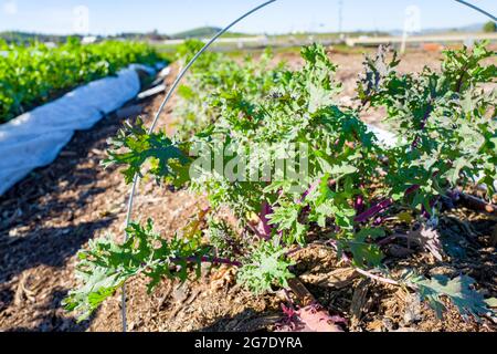 Piante e attrezzature sono visibili alla Coco San Sustainable Farm, una fattoria sperimentale che utilizza acqua riciclata per coltivare piante per le scuole locali a Martinez, California, 24 gennaio 2019. () Foto Stock