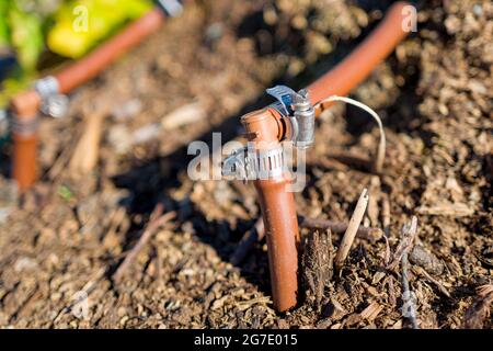 Piante e attrezzature sono visibili alla Coco San Sustainable Farm, una fattoria sperimentale che utilizza acqua riciclata per coltivare piante per le scuole locali a Martinez, California, 24 gennaio 2019. () Foto Stock