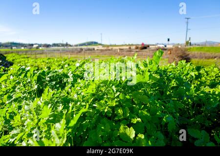 Piante e attrezzature sono visibili alla Coco San Sustainable Farm, una fattoria sperimentale che utilizza acqua riciclata per coltivare piante per le scuole locali a Martinez, California, 24 gennaio 2019. () Foto Stock