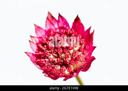 Astrantia roma fiore primo piano su sfondo bianco Foto Stock