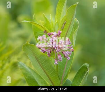 Monarch Butterfly caterpillar su una pianta di alghe di latte comune. Foto Stock