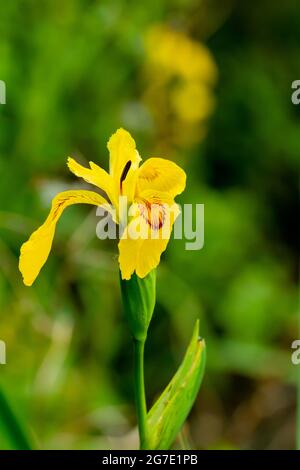 Iris pseudacorus, Flag iris fiorente in tarda primavera Foto Stock