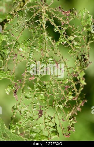 Primo piano di una foglia verde che è stata attaccata e totalmente mangiata dai parassiti. Foto Stock
