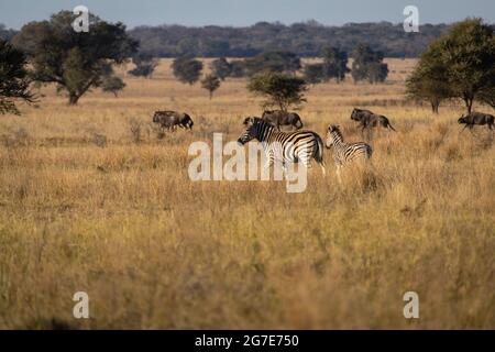 Zebre sulle pianure con wildebeest sullo sfondo. Foto Stock