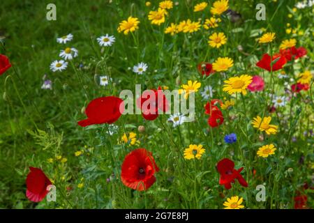 Fiori selvatici misti che crescono in un'erba a bordo strada a Baidon, Yorkshire, Inghilterra. Foto Stock