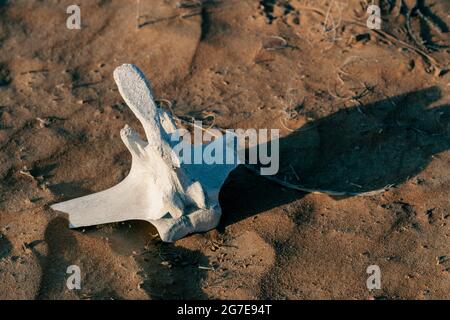 Scheletro di cammello di vertebre osso della spina dorsale sulla sabbia del deserto nel centro-est. Foto Stock