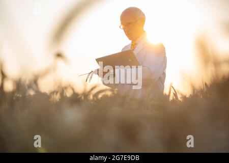 L'uomo facendo ricerca sugli OGM della granella nel campo di grano, egli è un scienziato agricolo Foto Stock