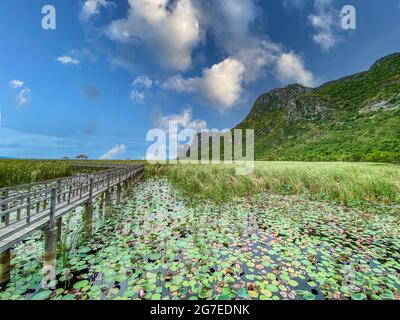 Sam Roi Yot Freshwater Marsh, passeggiata sulla palude, Bueng Bua Wood Boardwalk nel parco nazionale Sam Roi Yot a Prachuap Khiri Khan, Thailandia Foto Stock