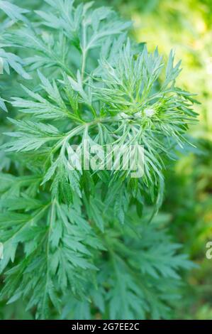 Closeup selettivo di mugwort verde (Artemisia vulgaris) che cresce in un giardino Foto Stock