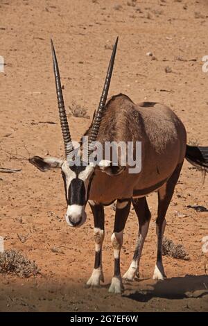 Una singola gazella Oryx Oryx nel deserto 4796 Foto Stock