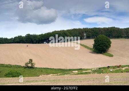 Una mucca solitario si trova nel mezzo di un campo arato, mentre il resto della mandria pascolano ulteriormente. Frontiere scozzesi. Foto Stock