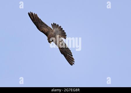 Peregrine falco-Falco peregrinus in volo. Foto Stock