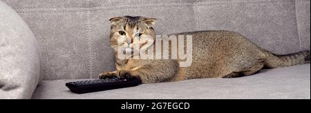 Bellissimo gatto scozzese pieghevole sul divano con telecomando tv. Foto Stock