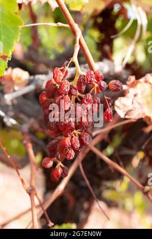 Mazzo di sole muscat uve appassite sulla vite in un vigneto australiano. Foto Stock