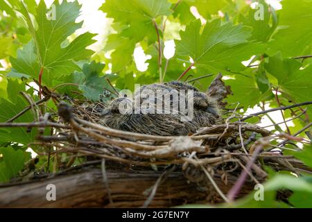 Due colombe si nascondono in un nido su una vite in una soleggiata giornata estiva in un giardino. Uccello in natura concetto Foto Stock