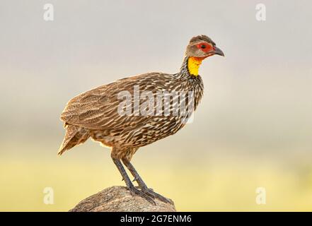 Una francolina o uno spurfowl dal collo giallo (Pternistis leukoscepus) che si trova su una roccia durante l'ora d'oro con sfondo chiaro sfocato. Primo piano. Foto Stock