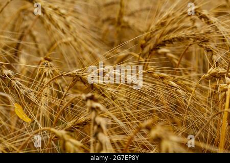 Campo di segale nei raggi serali del sole che tramonta. Concetto di cibo biologico. Foto Stock