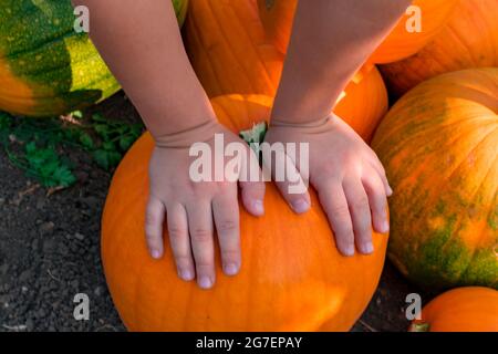 Le mani dei bambini giacciono su una zucca arancione. Un mucchio di zucche arancioni sul campo. Primo piano. Vista dall'alto. Concetto di raccolta Foto Stock