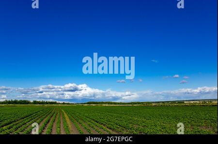 Panorama di un campo verde con giovani piantine di colture agricole. Foto Stock