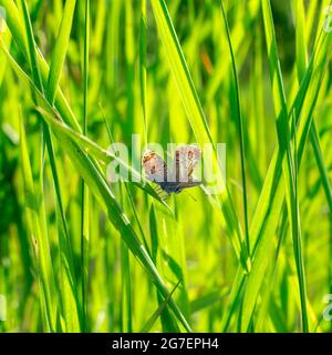 Le mani dei bambini giacciono su una zucca arancione. Un mucchio di zucche arancioni sul campo. Primo piano. Vista dall'alto. Concetto di raccolta. Foto Stock