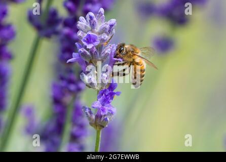 Miele Bee su lavanda Foto Stock