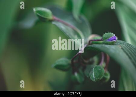 Beautiful dark blue flowers tradescantia (latino: Tradescantia occidentalis) gemme in giardino, closeup. L'impianto Tradescantia assorbe la polvere e purifica l'aria Foto Stock