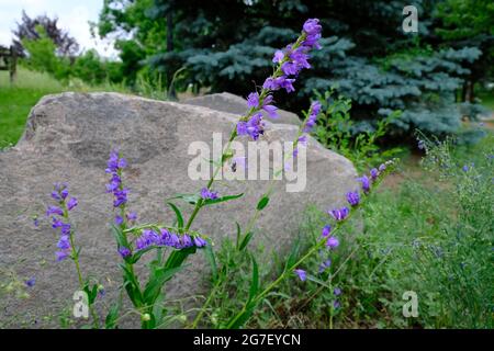 Rocky Mountain Penstemon in Golden Colorado Foto Stock