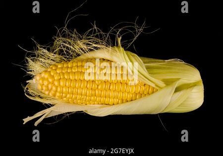 un'oscillazione di mais giovane, sbucciato a metà dalla buccia su uno sfondo nero Foto Stock