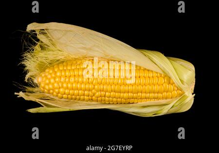 un'oscillazione di mais giovane, sbucciato a metà dalla buccia su uno sfondo nero Foto Stock