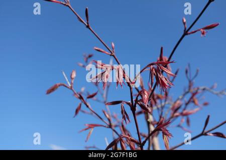 Nuove foglie su Acer Palmatum, Japanese Maple, UK Foto Stock