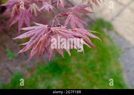 Nuove foglie su Acer Palmatum, Japanese Maple, UK Foto Stock
