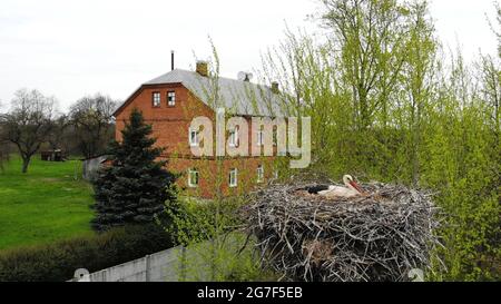 Una cicogna si siede in un nido sullo sfondo di una casa. Vista dal drone. Foto Stock