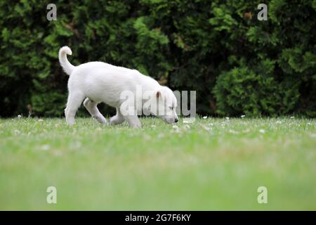 Giovane cane bianco in posa per foto su erba verde Foto Stock