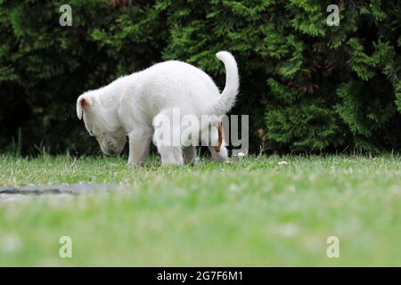 Giovane cane bianco in posa per foto su erba verde Foto Stock