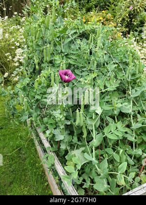 Papavero che cresce tra piselli Foto Stock