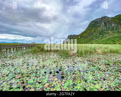 Sam Roi Yot Freshwater Marsh, passeggiata sulla palude, Bueng Bua Wood Boardwalk nel parco nazionale Sam Roi Yot a Prachuap Khiri Khan, Thailandia Foto Stock