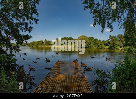 Arrow Valley Lake, Redditch, Worcestershire con anatre e oche Foto Stock
