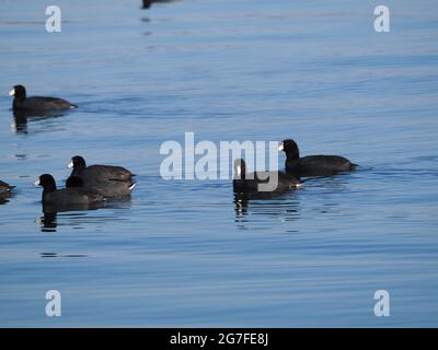 Migrating Coots sul lago Lansing Haslett, mi USA Foto Stock