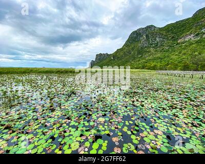 Sam Roi Yot Freshwater Marsh, passeggiata sulla palude, Bueng Bua Wood Boardwalk nel parco nazionale Sam Roi Yot a Prachuap Khiri Khan, Thailandia Foto Stock