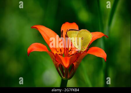 Un giglio di legno (Lilium philadelphicum) con una farfalla di zolfo dal bordo rosa che campiona il suo nettare in una zona boscosa nella campagna Alberta Canada. Foto Stock