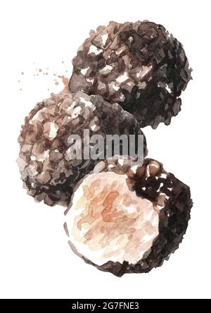 Funghi al tartufo nero, illustrazione disegnata a mano in acquerello, isolati su sfondo bianco Foto Stock