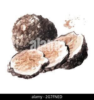 Funghi al tartufo nero. Immagine disegnata a mano con acquerello isolata su sfondo bianco Foto Stock